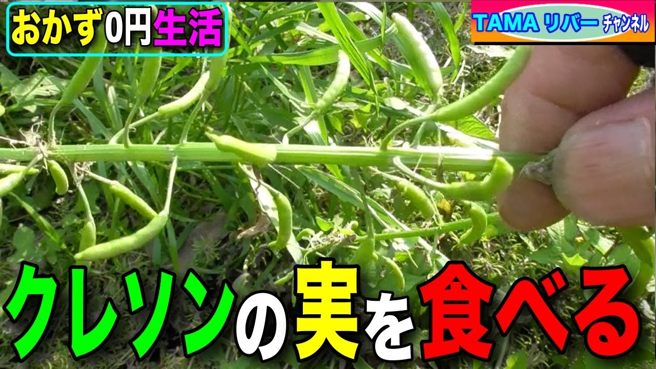 おかず0円生活】クレソンの種（実）を食べる - YouTube