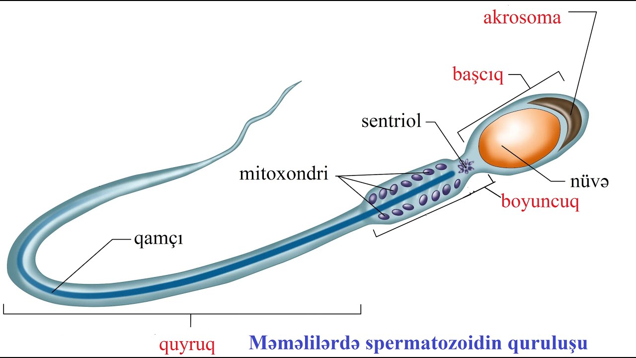 Qametogenez.Cinsi hüceyrələrin yaranması və mayalanma.