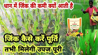 धान में जिंक तत्व की कमी क्यों होती है उपज हो जाएगी कम Zinc deficiency in paddy. कैसे करें पूर्ति