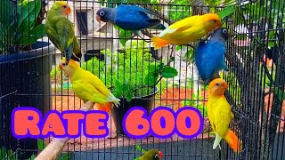 Home Breed African love birds for sale in Trivandrum, All Kerala transportation available 6282515313