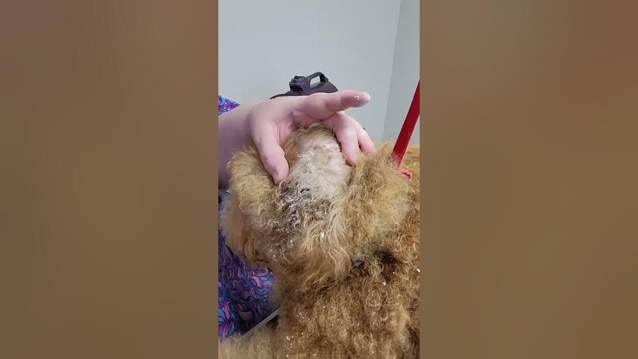 How to PLUCK your dogs ear hair and CLEAN them YouTube