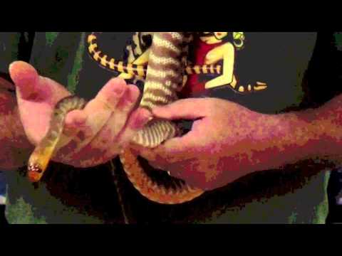 Woma Pythons