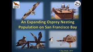 An Expanding Osprey Population on San Francisco Bay by Tony Brake
