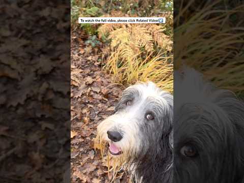 💦Finding that idyllic place for a paddle! #beardedcollie #lakeview   #dogadventure #cutedog #shorts