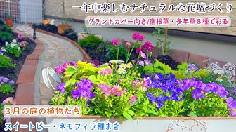 多年草 Youtube