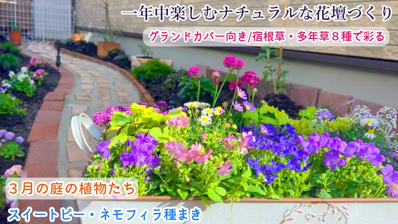 明るい春花壇 ふんわり長く咲く宿根草 多年草 グランドカバー向き８種のお花 3月の庭の芽吹き ネモフィラ スイートピー種まき ガーデニング Youtube