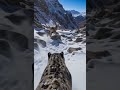 animal first person perspective immersive POV nature experience #shorts #v=D88EXp64jIw