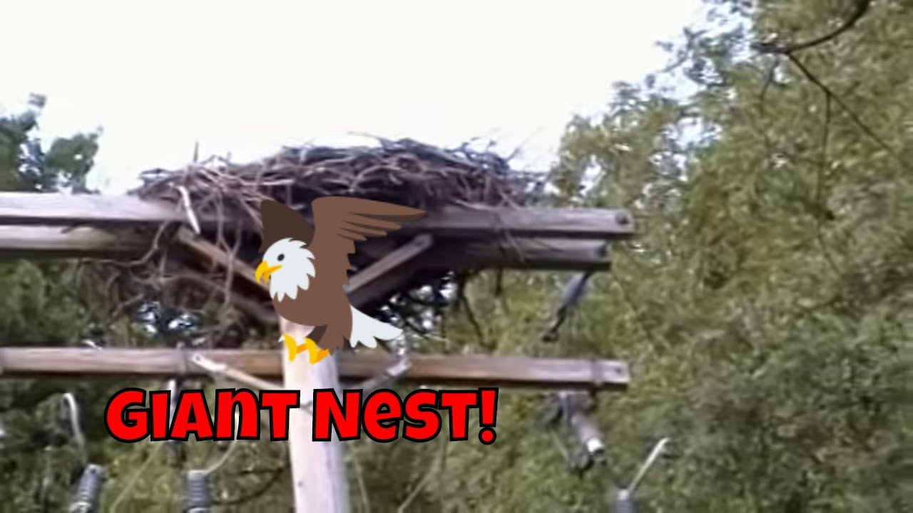Wow!Giant Birds Nest on power pole! 😱