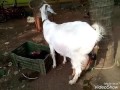 MALABARI GOAT'S DELIVERY. MENACHERY GOAT'S FARM LALOOR THRISSUR KERALA. 9544539090.PAUL. 9388554349.