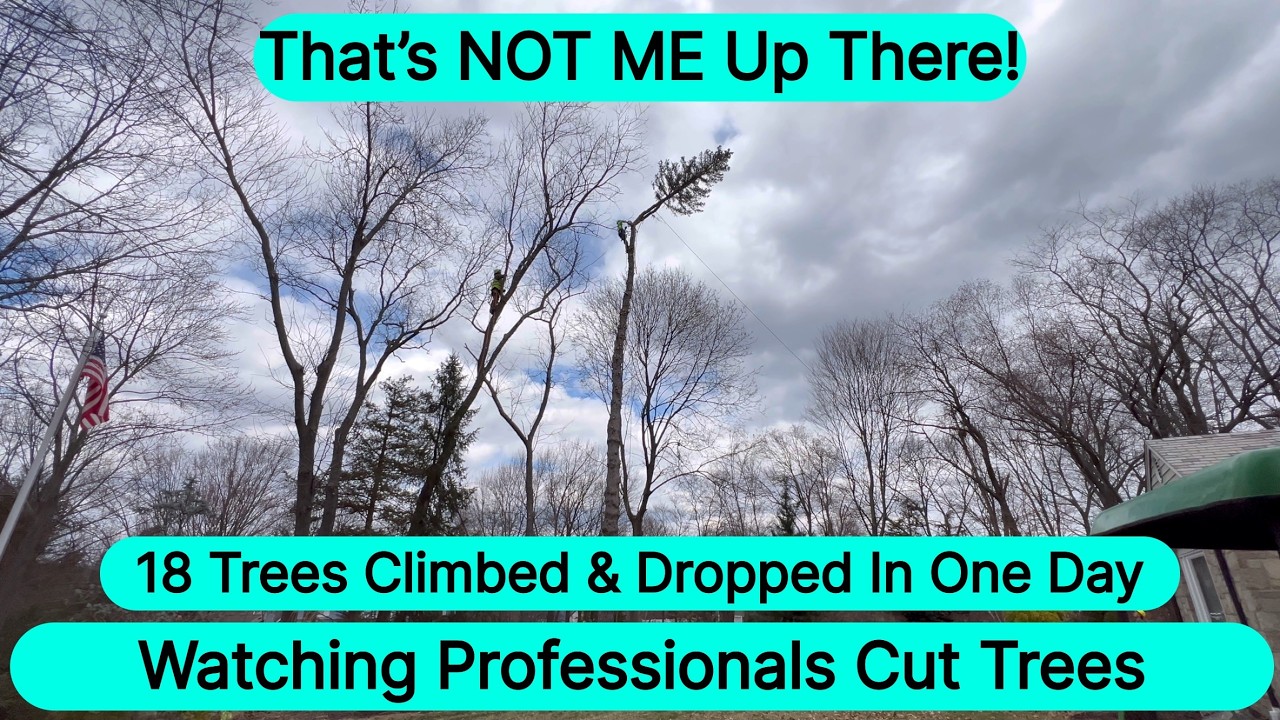 Tree Removal! 100ft Pine & Giant Oaks Cut Down by Pros! - YouTube