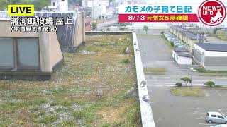 🔔LIVE… カモメの子育て日記 8月13日(金)最終回