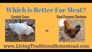 Cornish Cross vs. Dual Purpose Chicken - Which is Better for Meat?