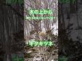 木の上から降りられなくなっているキタキツネ？#北海道#キタキツネ#狐#きつね#動物#癒し#zoo#キタキツネ牧場#動物園#動物園の動物