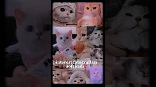 pinterest fotoğrafları soft kedi❤🐭🌎💑🐙🐬👀🐭🌎💑🐙🐬👀 screenshot 2