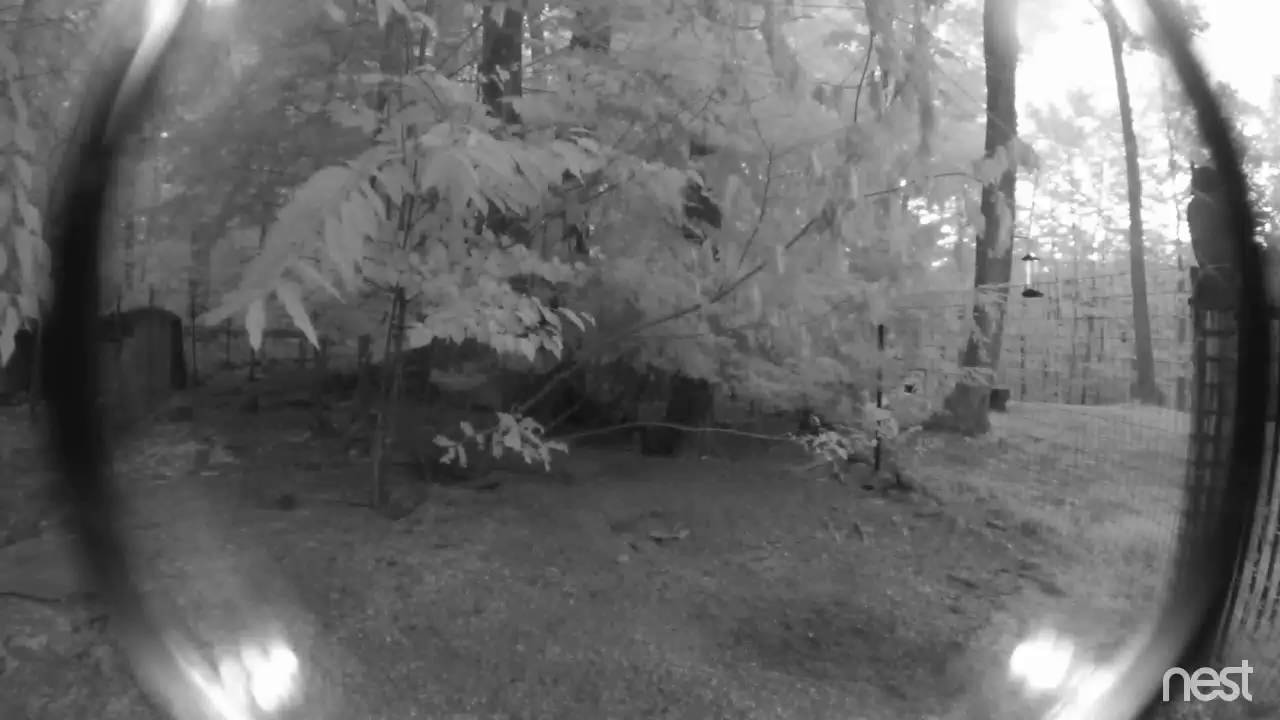 Fisher Cat Attack Thwarted Great Footage YouTube fisher-cat-attack-thwarted-great-footage-youtube