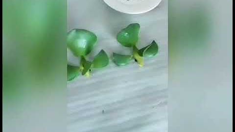 Đề tài: Làm con cá tù bèo tây