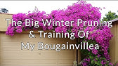 Trim Bougainvillea For Shape