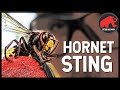 STUNG BY A GIANT HORNET (IN SLOW-MO)