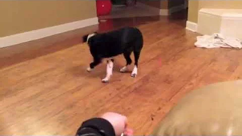 Ebony Chasing a Laser Light