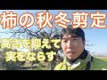 【柿の秋冬剪定①】冬にするカキの剪定！高さを抑えて実をならす剪定！#柿 #剪定の仕方 #冬の剪定