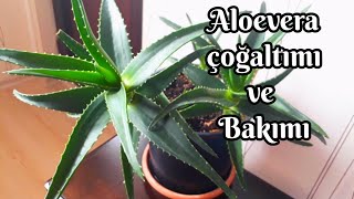 Aloe Vera Çi̇çek Bakimi Çi̇çek Topraği Nasil Olmali
