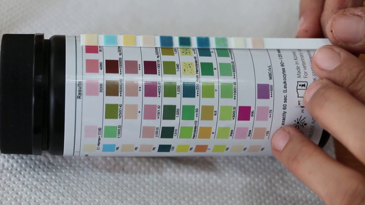 How to prevent blood in your dog's urine? YouTube