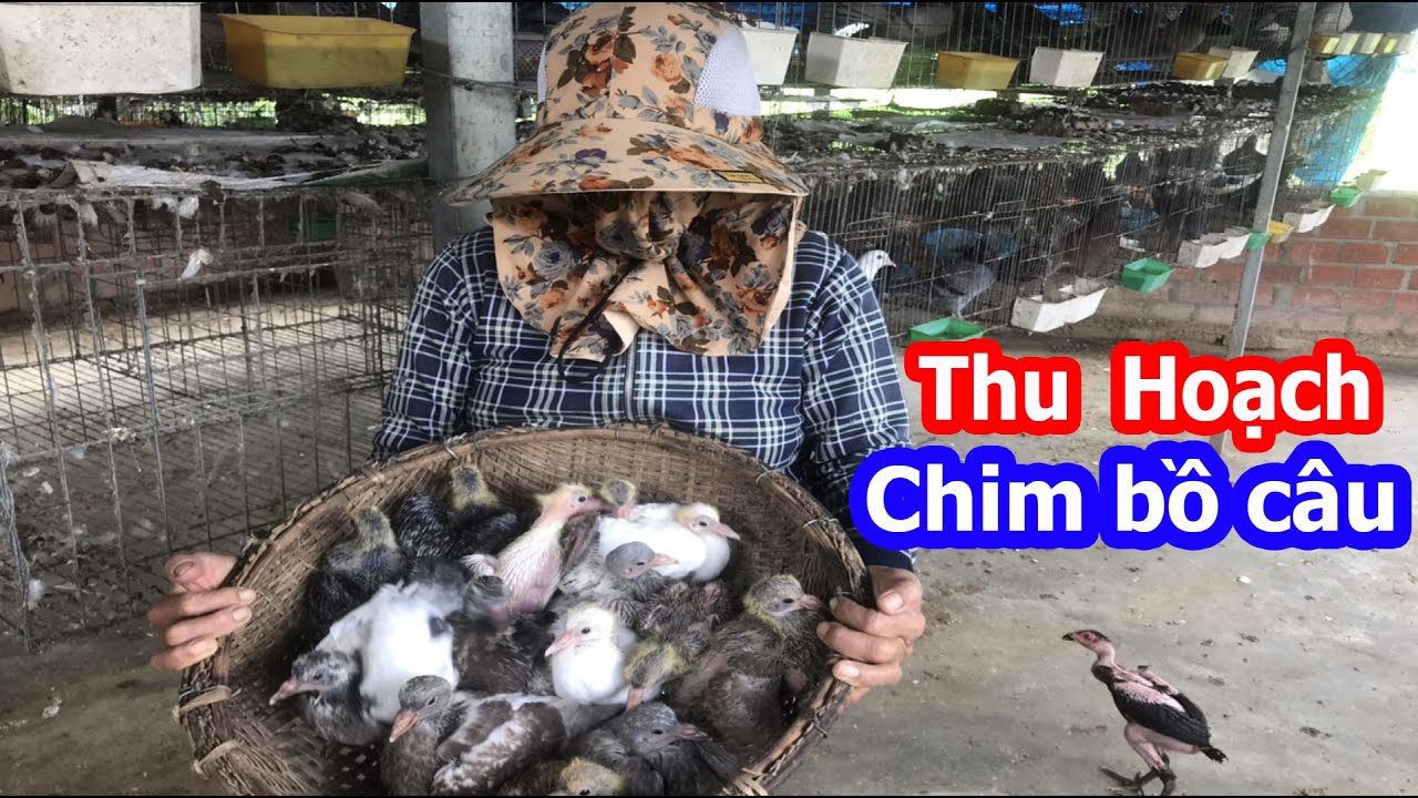 Thu Hoạch Chim bồ câu ra ràng - Harvesting Pigeons - YouTube