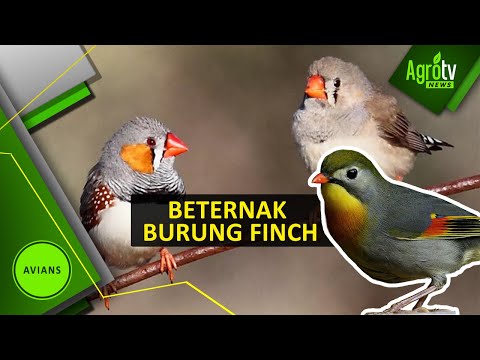 Video: Apakah burung finch membutuhkan bahan bersarang?