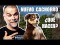 Llega a mi vida un nuevo cachorro  qu hacer paso a paso