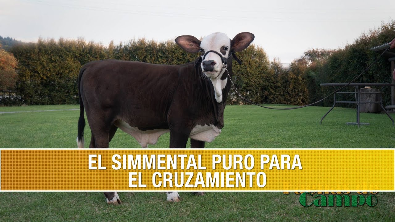 La Raza Simmental Puro para el Cruzamiento - TvAgro por Juan Gonzalo Angel Restrepo