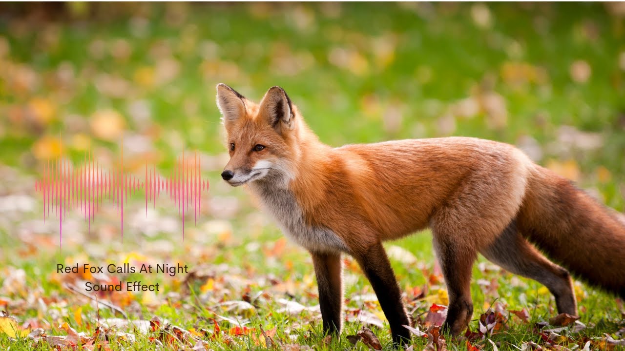 Red Fox Calls At Night - Sound Effect