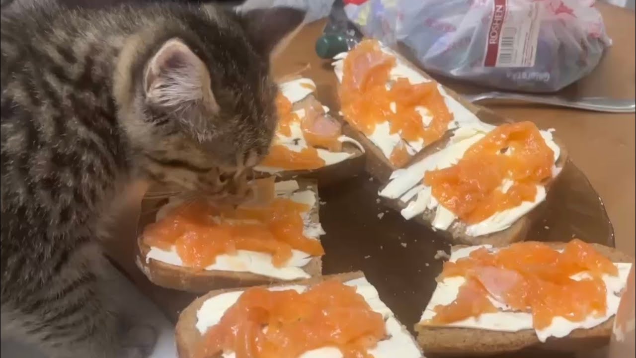 Кто стащил у Эллы бутерброд😊