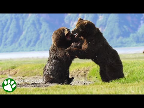 Unglaublicher Kampf zwischen zwei wilden Bären
