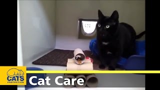 DIY Cat Feeding Enrichment