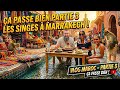 Des singes au maroc #maroc #travel #vanlife #marrakech #vlog 