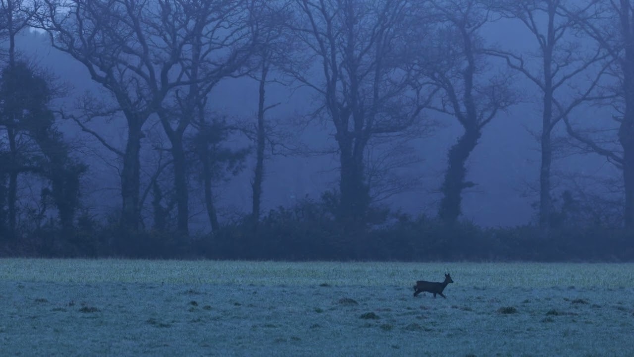 Morbihan, Promenade dans le Givre pour les chevreuils.
