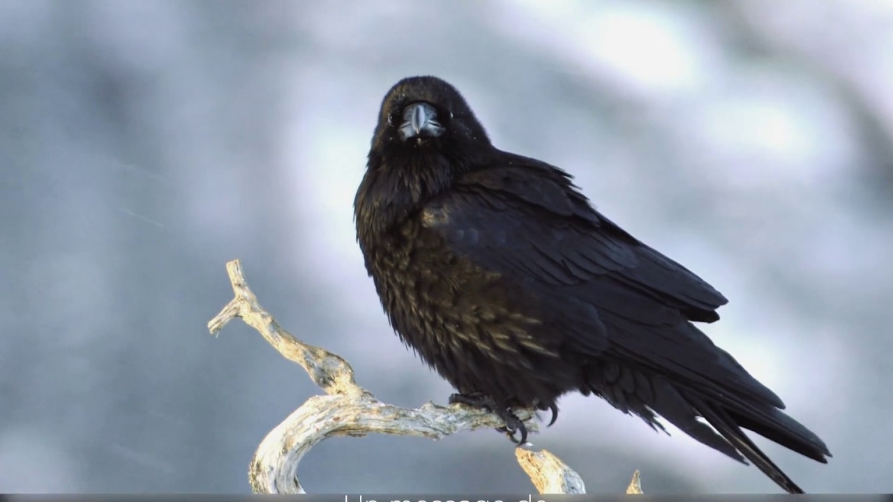 Le corbeau (Corvus corax) : l'oiseau noir et bruyant