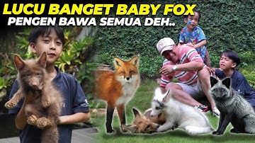 LAGI-LAGI RACUN..! BABY FOX LANGKA DI DEPAN MATA...