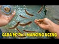 cara mudah mancing ikan uceng ini rahasianya jika ikan sudah mulai mogok/sulit makan #microfishing