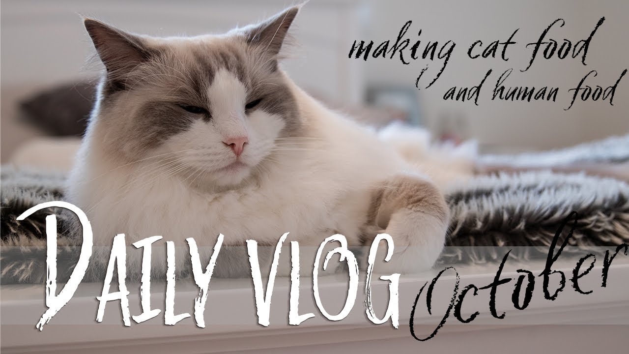 Owning a Ragdoll cat 𝐕𝐋𝐎𝐆 COOKING with CATS Making RAW food