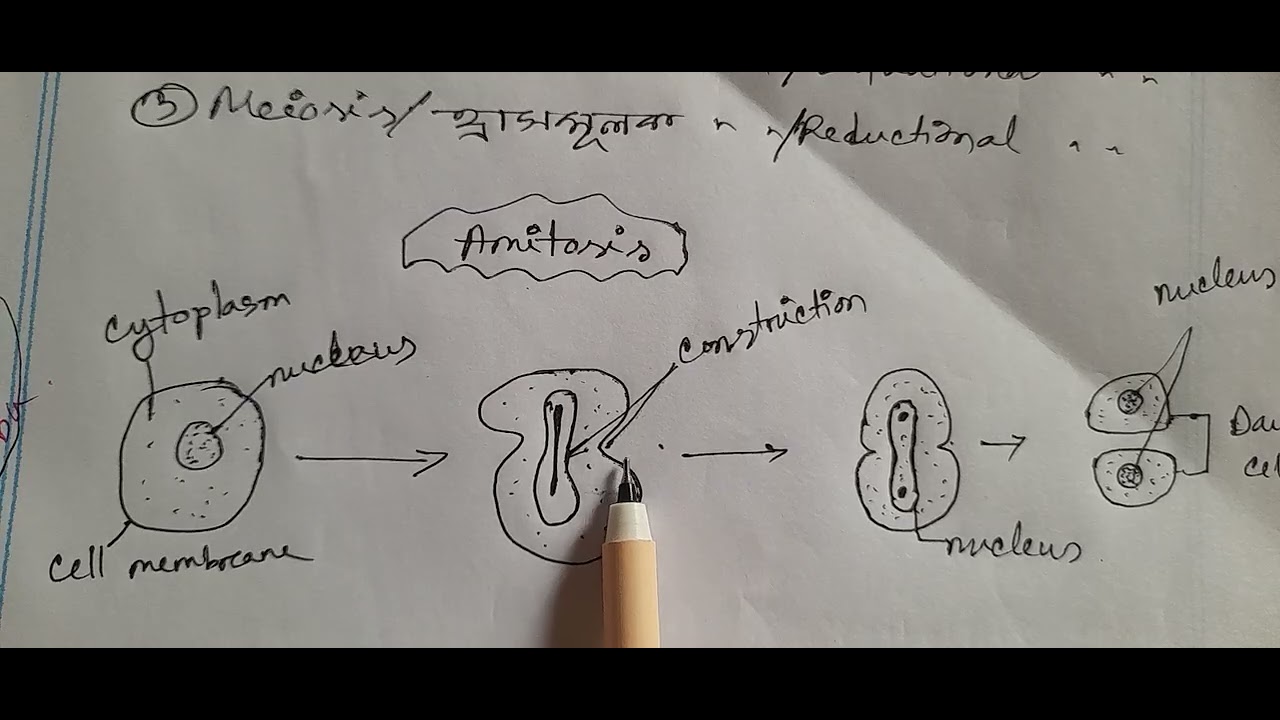 কোষ বিভাজন।। Cell  Division | HSC Biology 1st Paper Chapter 2