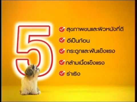 Pedigree Thailand Small Breed TVC.wmv