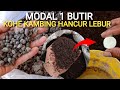 Hanya Modal 1 Butir || Kohe Kambing Hancur Lebur #fermentasi #kohekambing