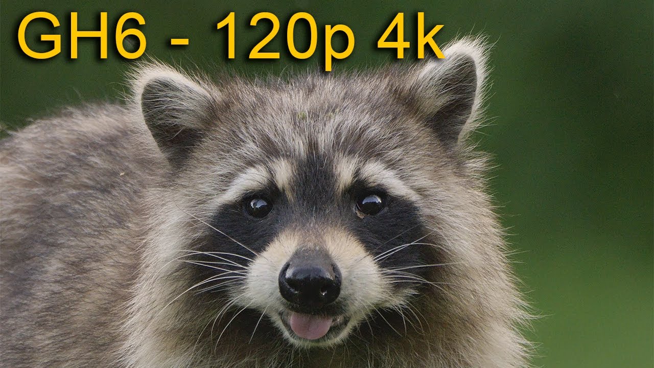 Raccoon - (4k 120p) Panasonic GH6 and the Leica 100-400mm Lens