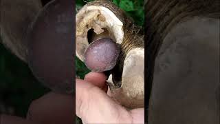 Habilla, Haba De San Ignacio, 𝙃𝙪𝙧𝙖 𝙥𝙤𝙡𝙮𝙖𝙣𝙙𝙧𝙖 Ánica