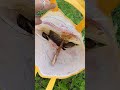 💥Remo bayandhuta...!💢🙀 #like #pets #share #subscribe #viral #viralvideo #youtubeshort #fishing