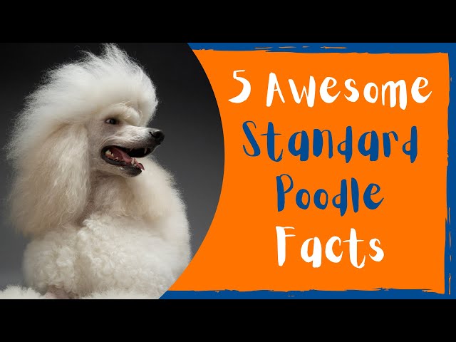 Essential Facts You Won't Believe About Standard Poodles 3 sddefault