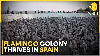 Spanish Lagoon Recovers Flamingo Breeding | Europe's Largest Colony of Flamingos | WION