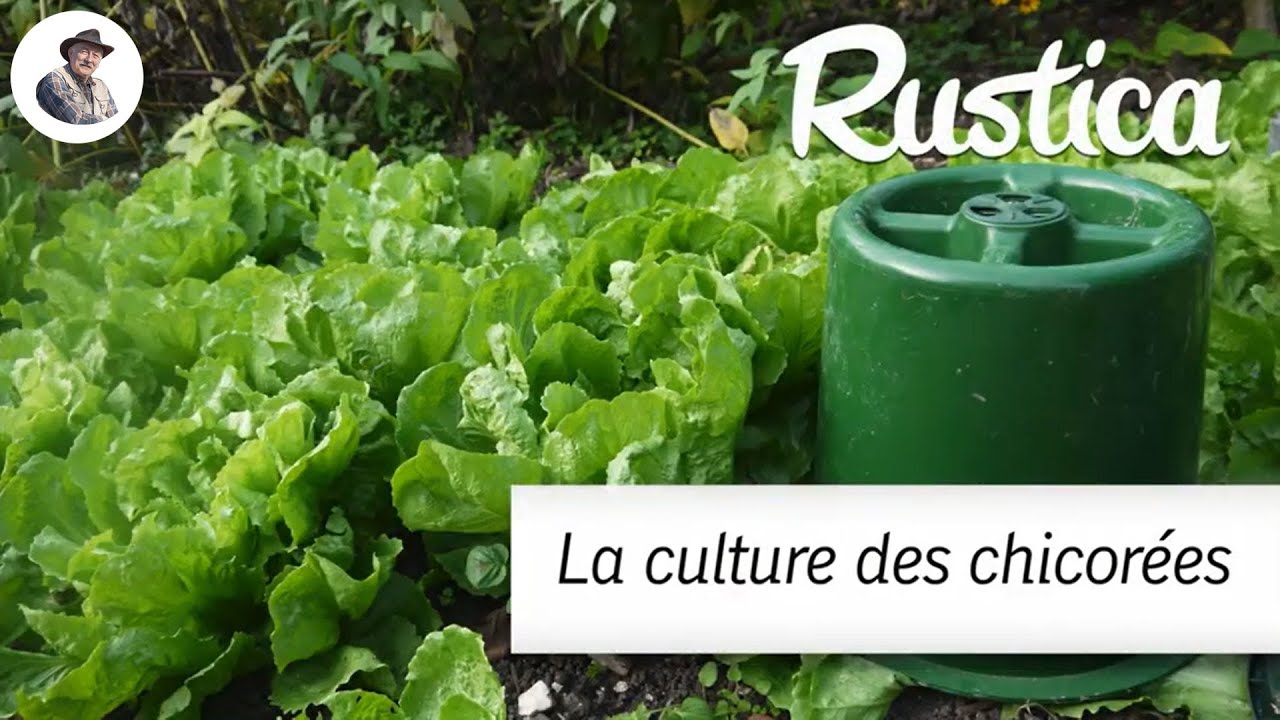 Chicorées : culture et récolte