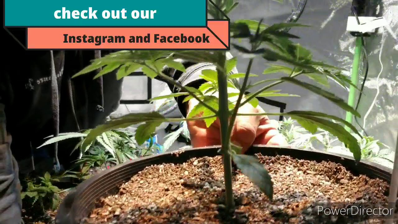 SEED RUN 12/23:  Feliz Navidad!